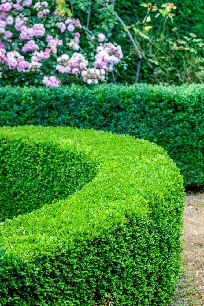 Image of Curving green hedge with pink rose bush in garden - Austockphoto