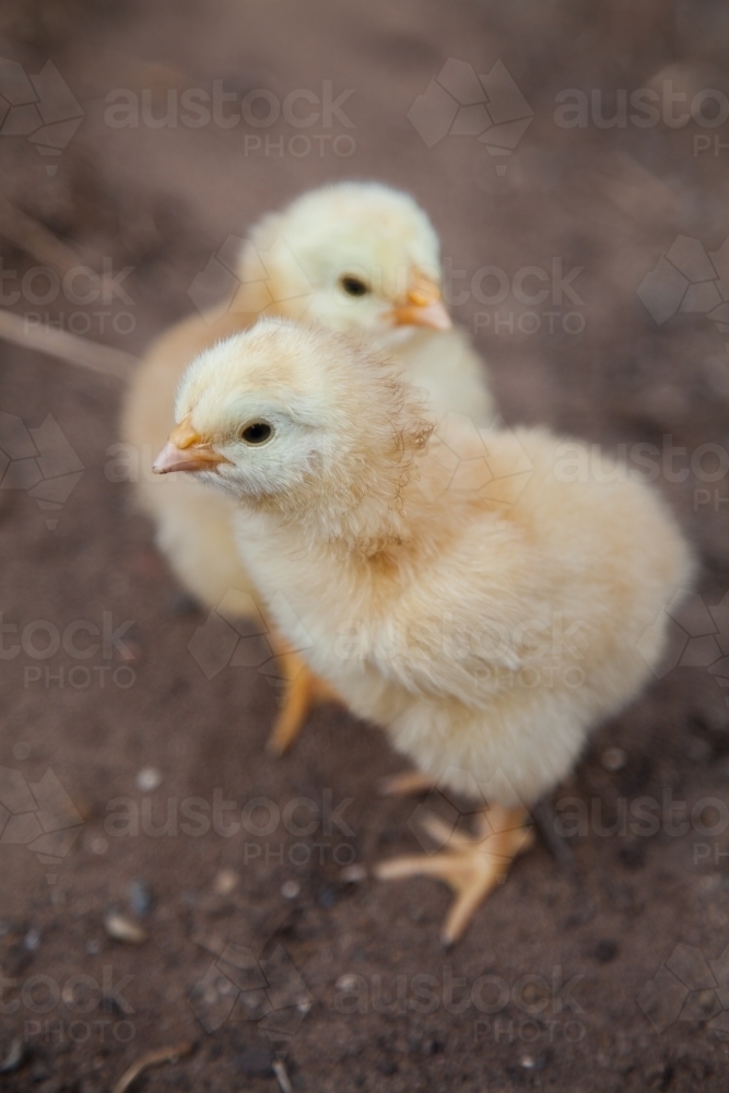 Image Of Cute Baby Chicks Standing In The Dirt Austockphoto