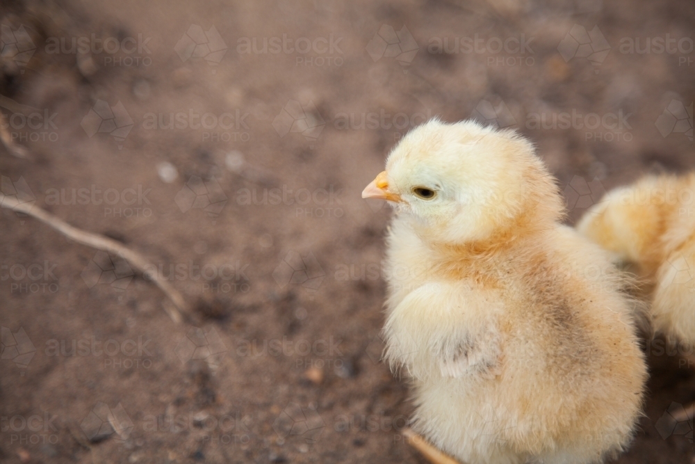 Image Of Cute Baby Chicks Standing In The Dirt Austockphoto