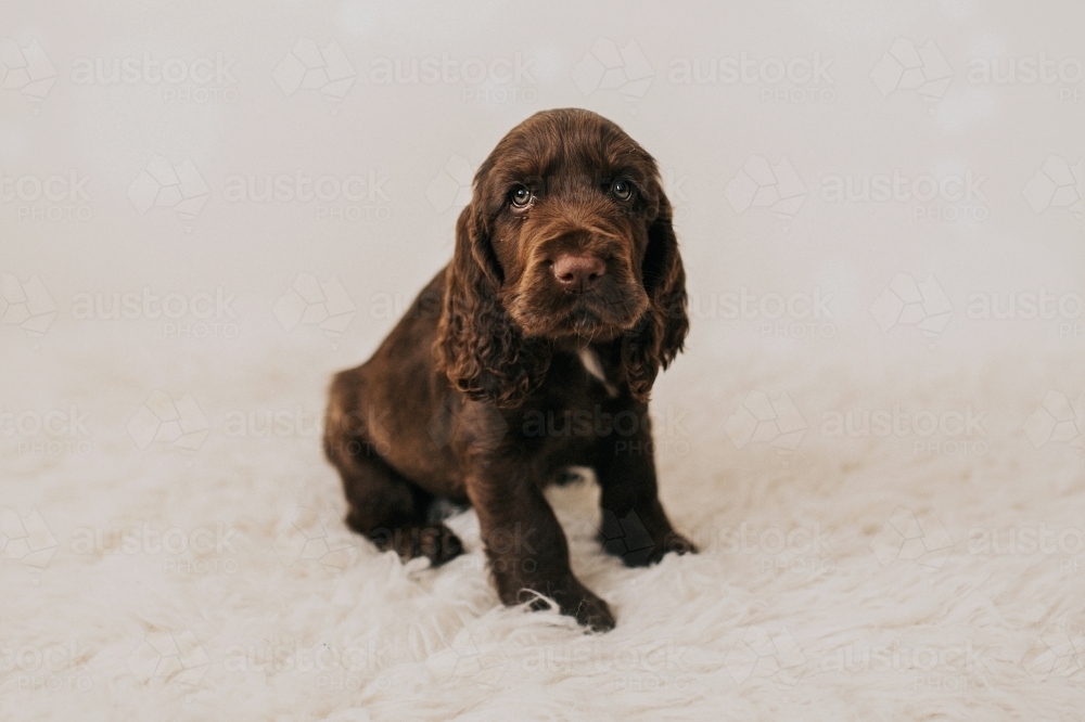 Cute brown Spaniel puppy sitting on white rug - Australian Stock Image