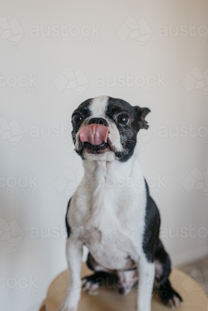 Dog licking lips - Australian Stock Image