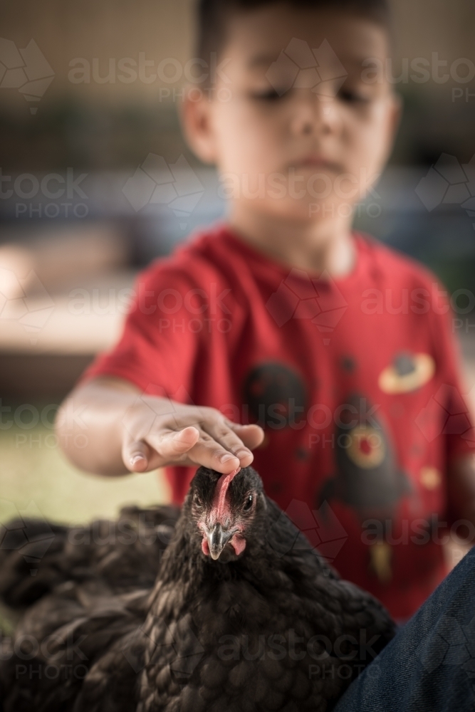 Cute mixed race boy pats his backyard chicken in a suburban backyard - Australian Stock Image