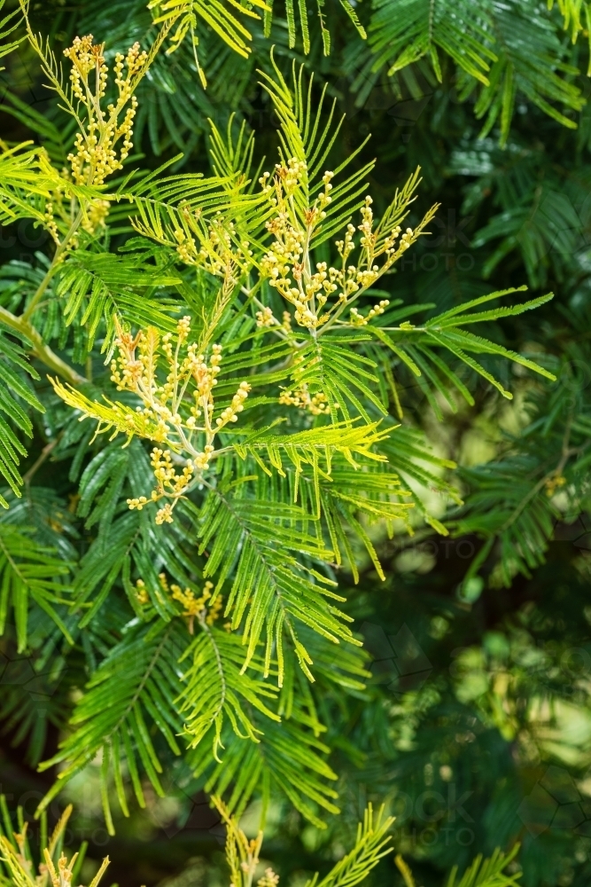 Image of Cypress hedge - Austockphoto