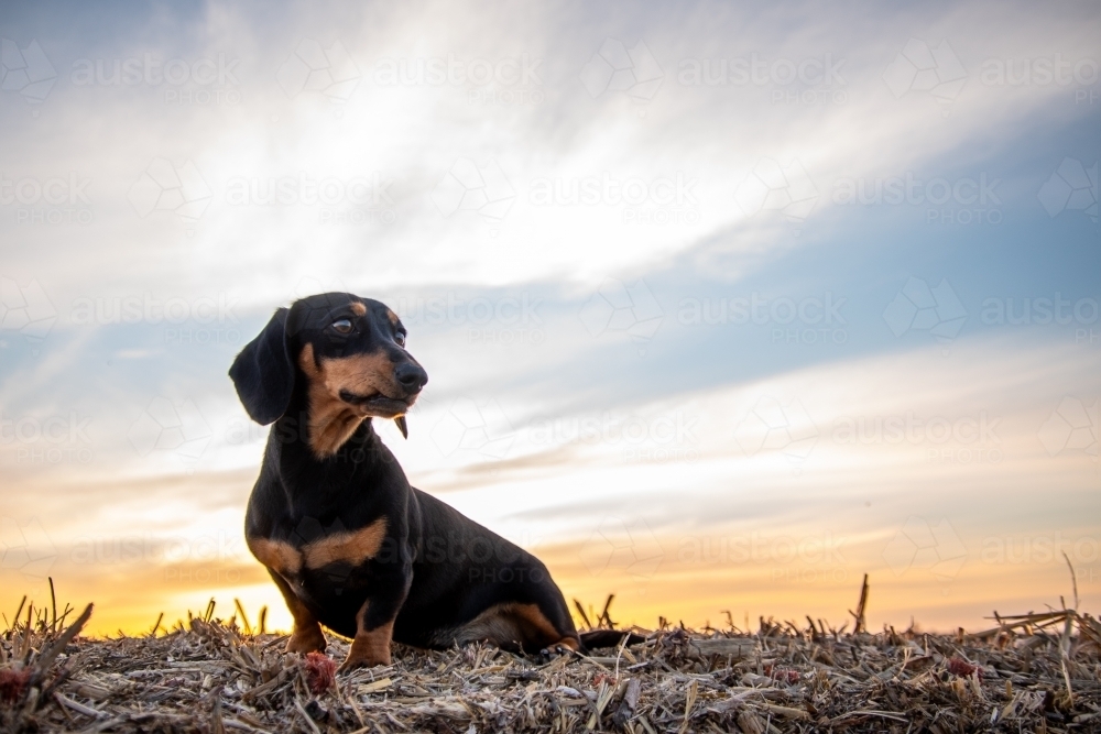 Dachshund dog on hay bale - Australian Stock Image