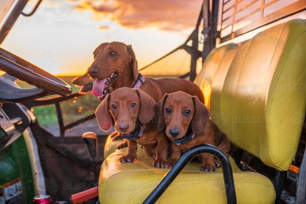 Dachshund Family in farm vehicle - Australian Stock Image