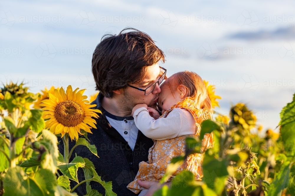 Dad and toddler hug and kiss in sunflower paddock crop - Australian Stock Image