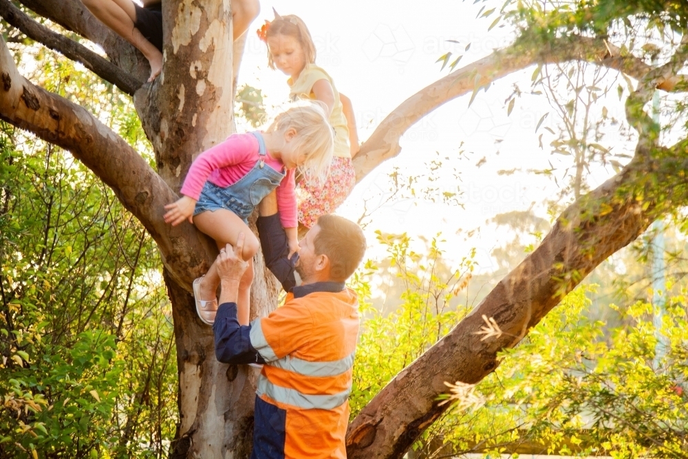 Dad helping children climbing a gum tree - Australian Stock Image