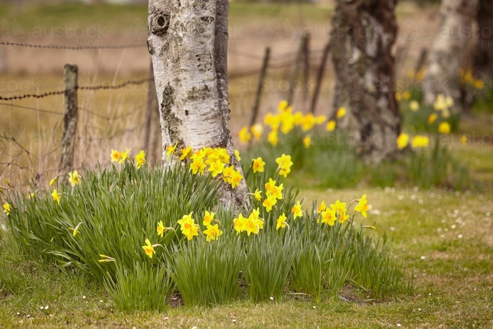 Daffodils on roadside. - Australian Stock Image