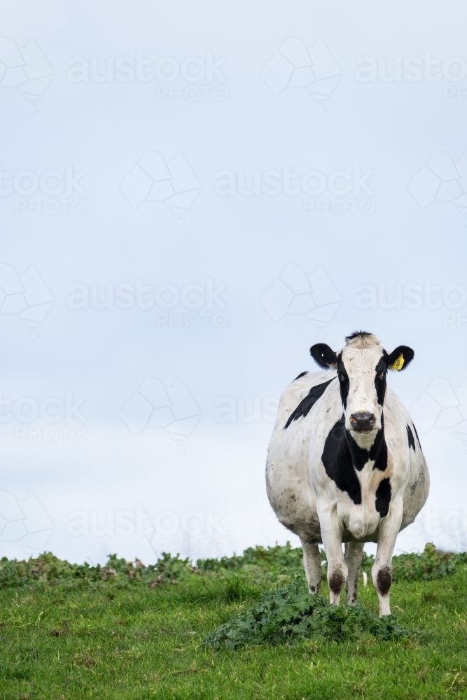 Dairy cow stands on the hill - Australian Stock Image