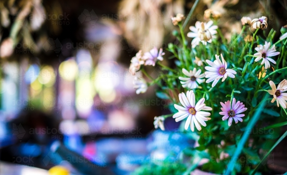 daisies with blurry background - Australian Stock Image