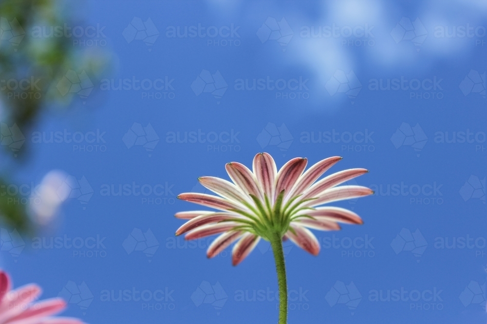 Daisy from underneath - Australian Stock Image