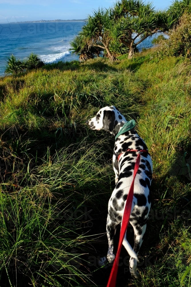 Dalmatian dog on lead in the grass at Fingal Head - Australian Stock Image