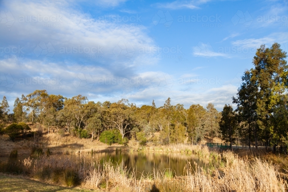 Dam surrounded by reeds and bulrushes in Nowlan Park Singleton - Australian Stock Image