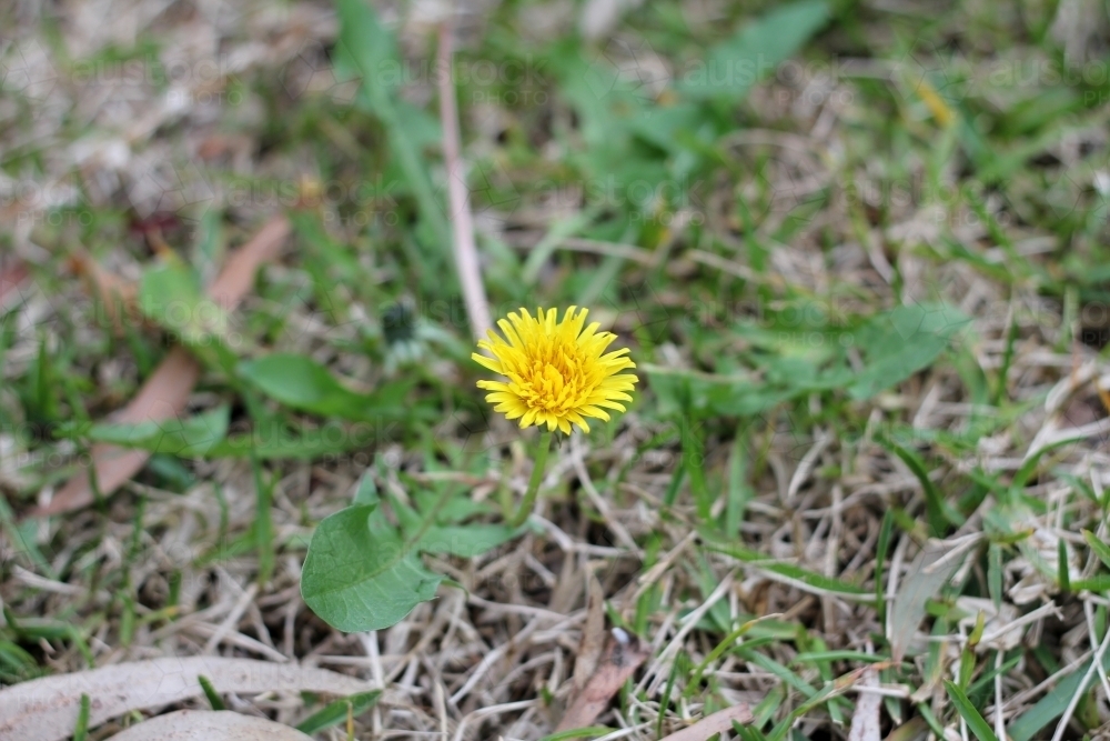 Dandelion flower in lawn - Australian Stock Image