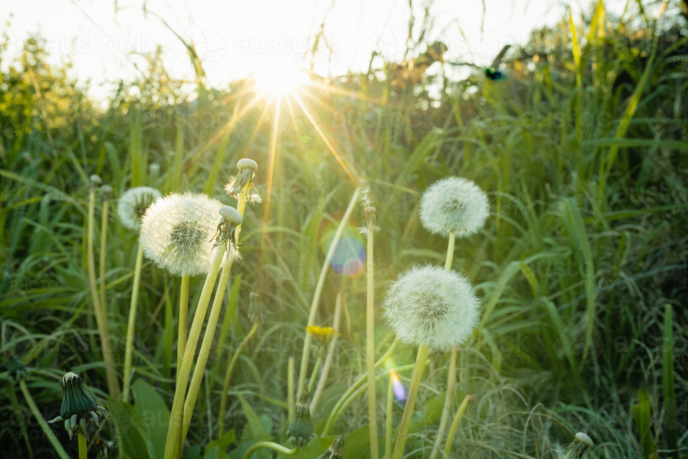 Dandelions in sunset glow, surrounded by lush grass, evoking a serene natural ambiance - Australian Stock Image