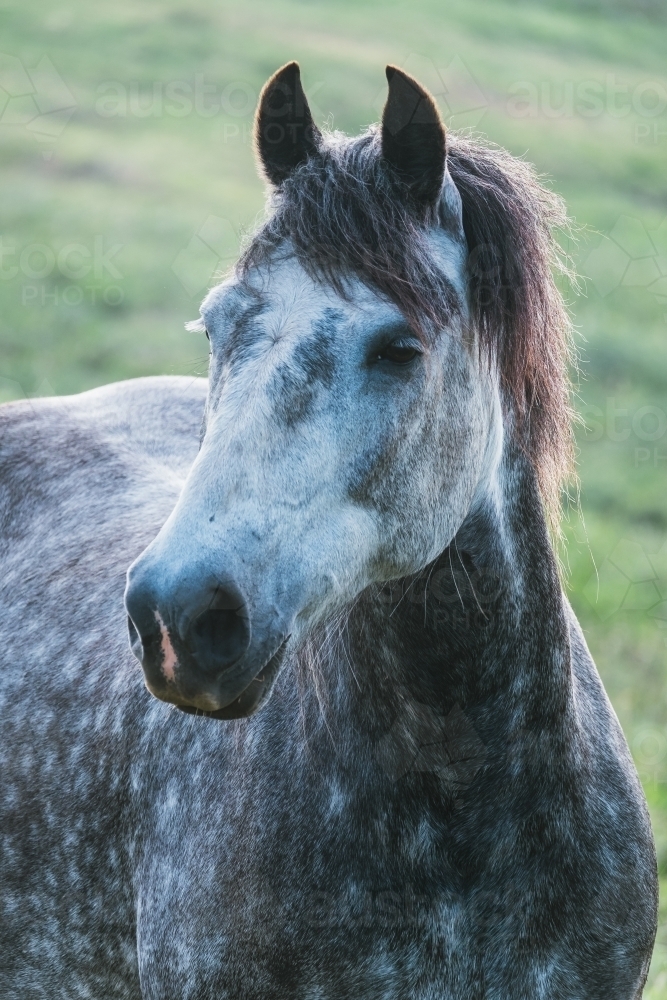 Image Of Dappled Grey Horse Looks Sideways Austockphoto