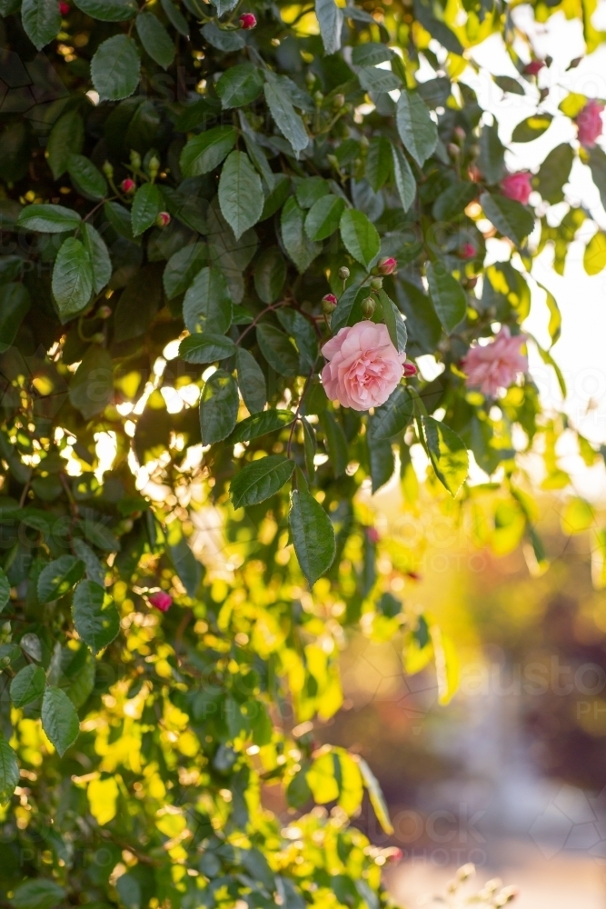 Dappled light through rose bush with pink roses - Australian Stock Image