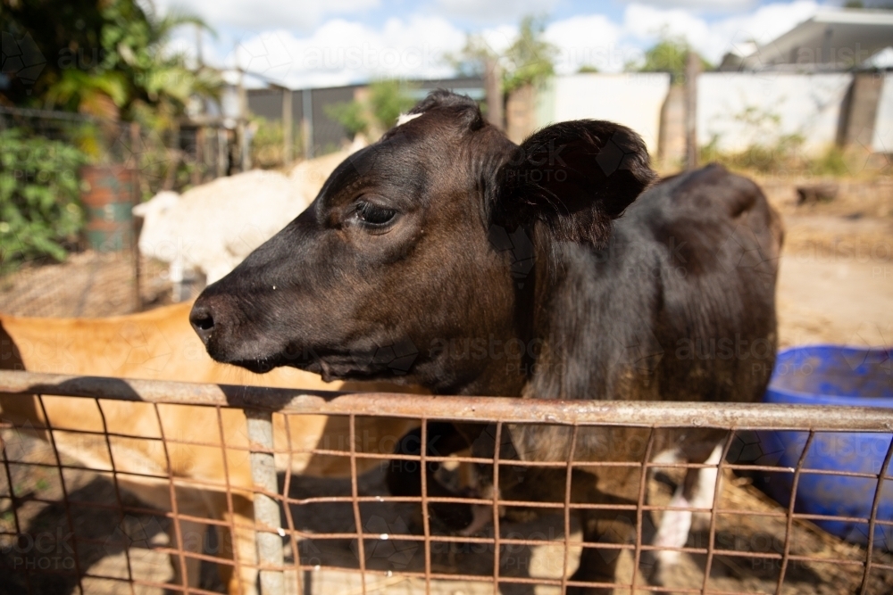 dark brown cow leaning over a gate - Australian Stock Image