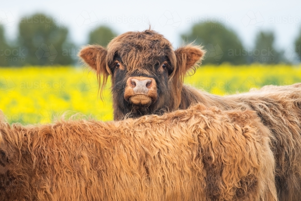 Dark brown highland cow looking camera in pasture - Australian Stock Image