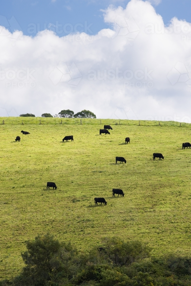 Dark coloured cows on a green hillside pasture just outside of the town of Dorrigo - Australian Stock Image