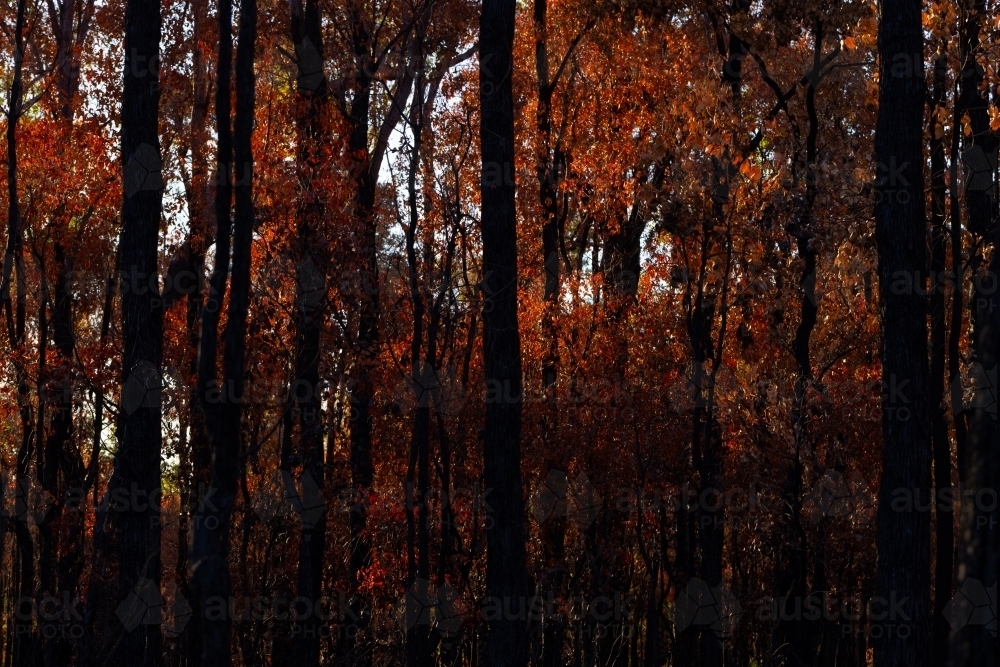 dark forest blackened after a fire showing orange scorched leaves - Australian Stock Image