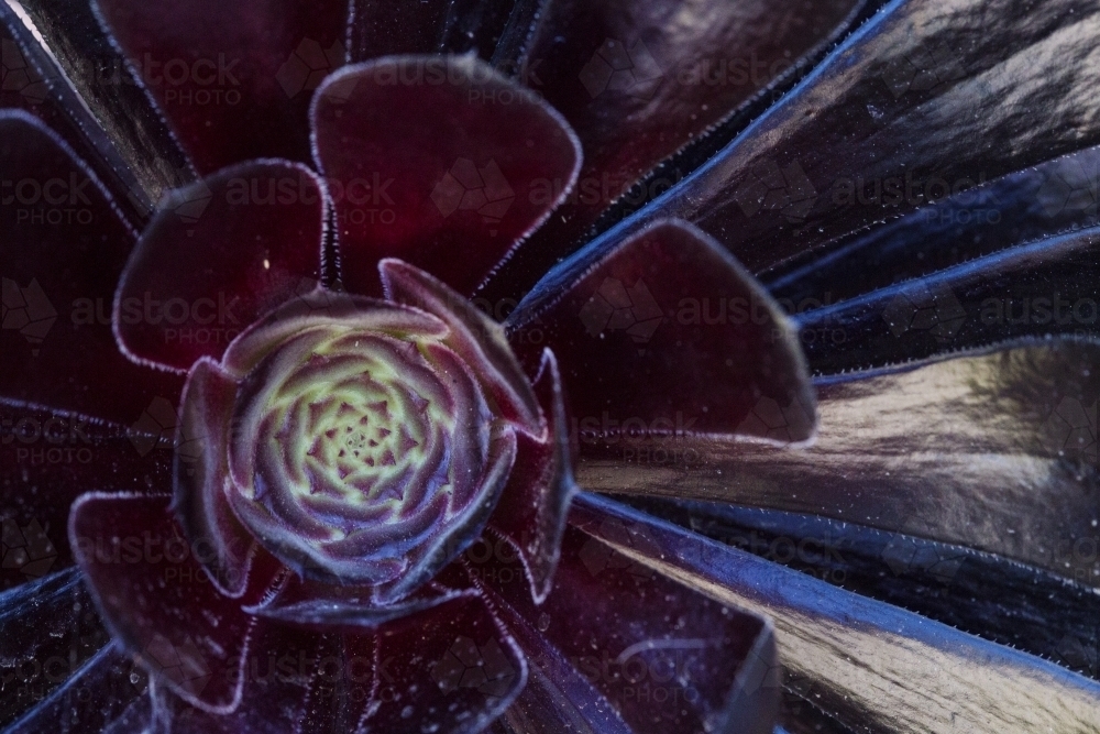 Dark purple succulent close up off centre - Australian Stock Image