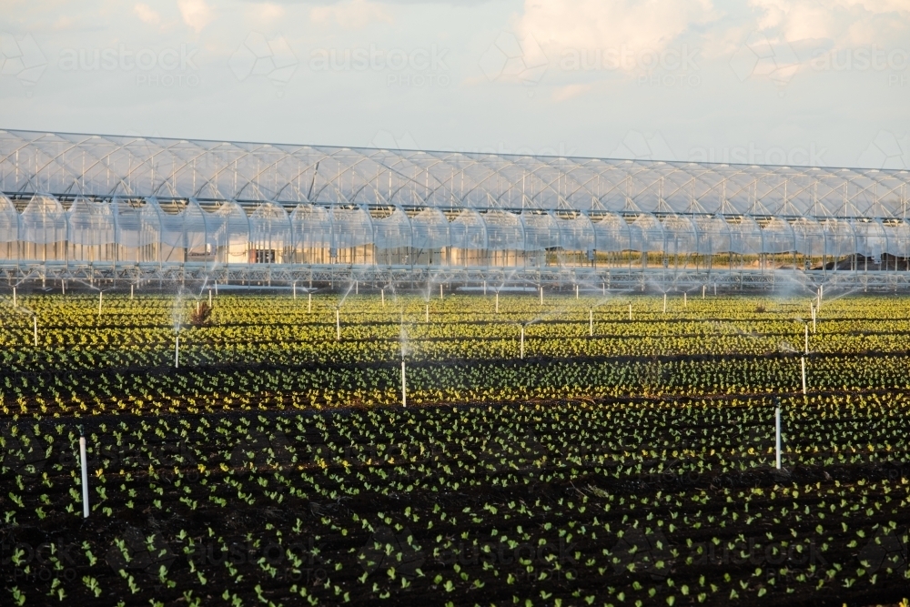 Dark soil agricultural field with irrigation system and small plants. Gatton, Queensland - Australian Stock Image