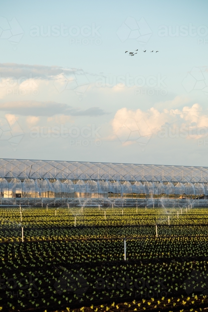 Dark soil agricultural field with irrigation system and small plants. Gatton, Queensland - Australian Stock Image