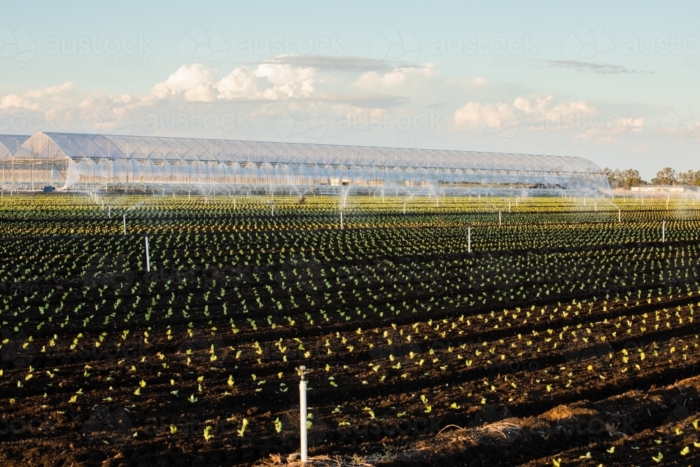 Dark soil agricultural field with irrigation system and small plants. Gatton, Queensland - Australian Stock Image