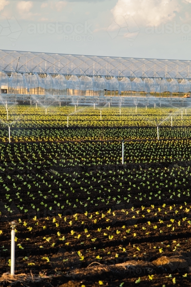 Dark soil agricultural field with irrigation system and small plants. Gatton, Queensland - Australian Stock Image