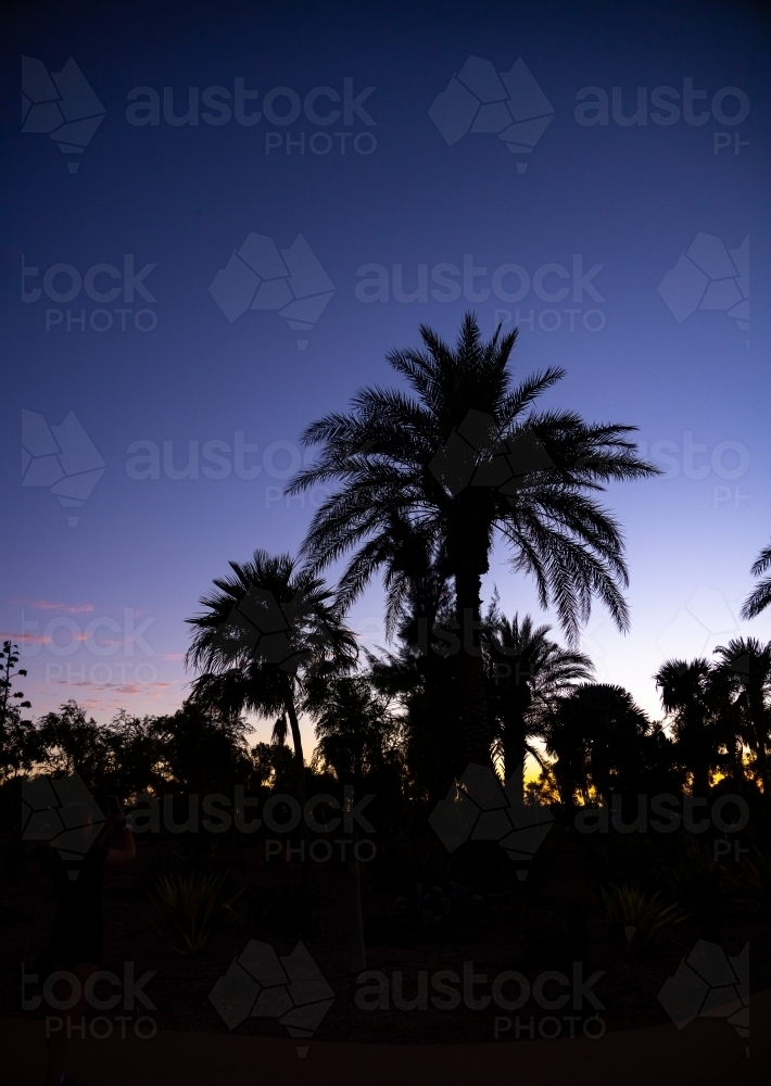 date palm and trees silhouette against late evening sky - Australian Stock Image