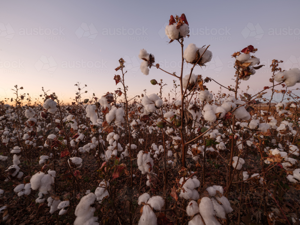 Dawn light in the cotton field, paddock on farm at harvest - Australian Stock Image