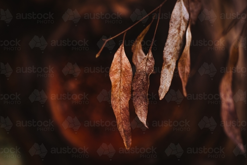 Dead, brown eucalyptus leaves macro close-up - Australian Stock Image