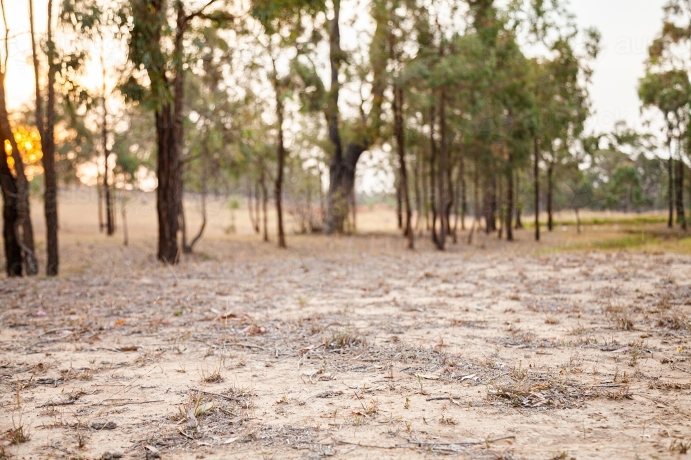 Dead grass and dirt in paddock during drought - Australian Stock Image