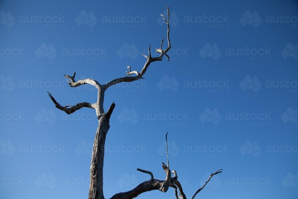 Dead gum tree branches reaching up against clear blue sky - Australian Stock Image