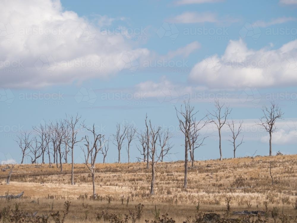 Dead gum trees on a ridge line - Australian Stock Image