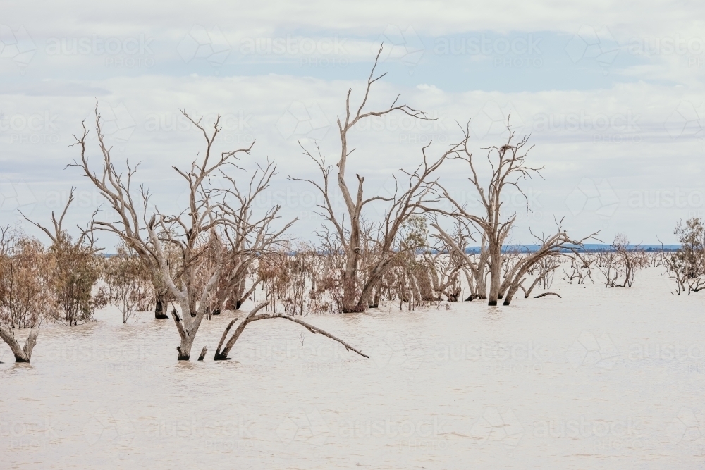 Image of Dead gum trees submerged in a lake. Austockphoto