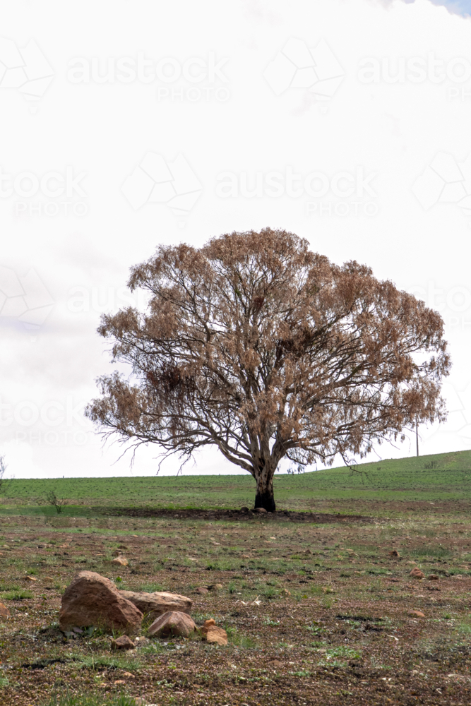 dead tree in paddock after the bushfire - Australian Stock Image