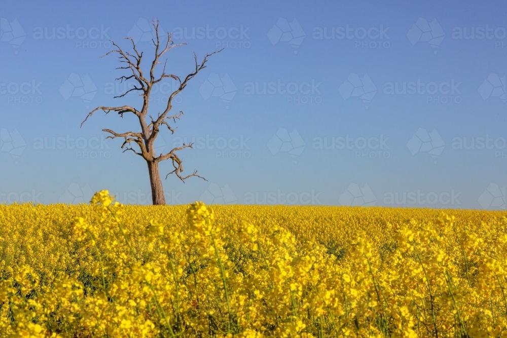 Dead tree in the background of a yellow flowering canola crop - Australian Stock Image