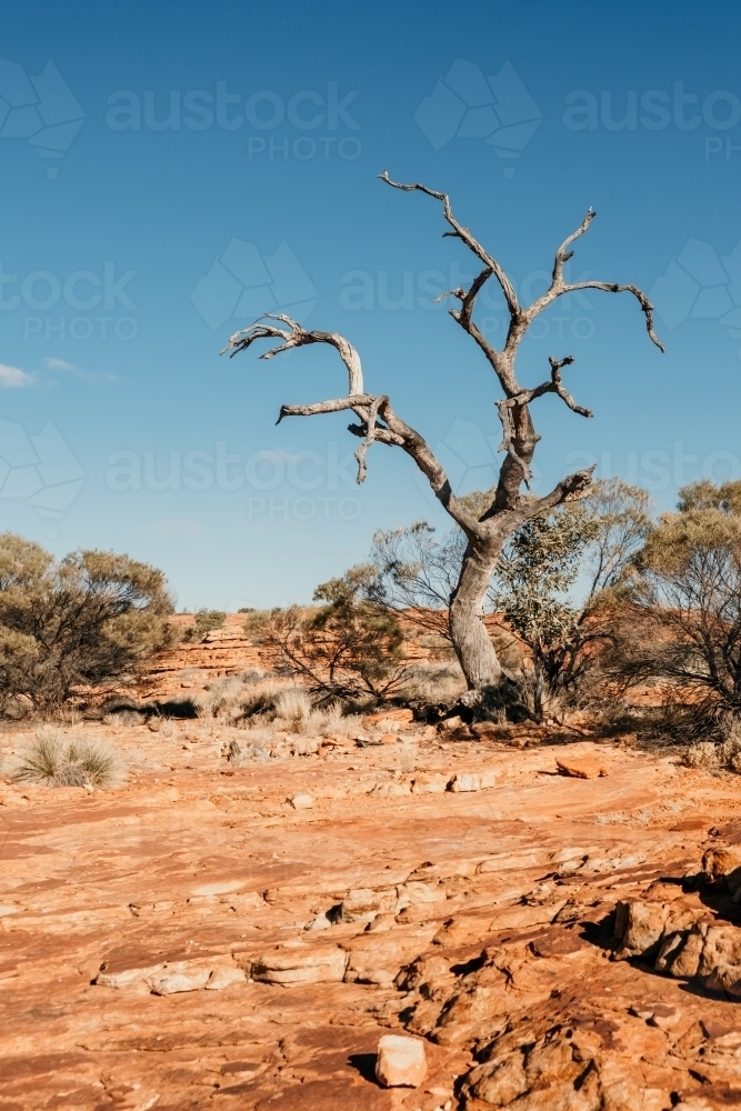 Dead tree in the outback - Australian Stock Image