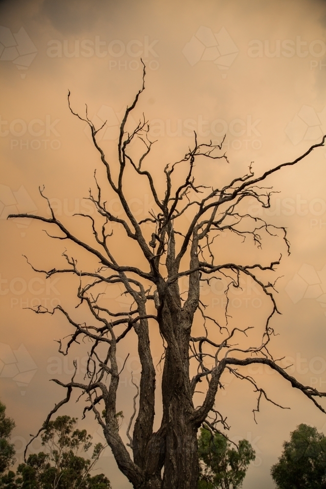 Dead tree silhouetted against smoke filled orange sky from bushfires - Australian Stock Image