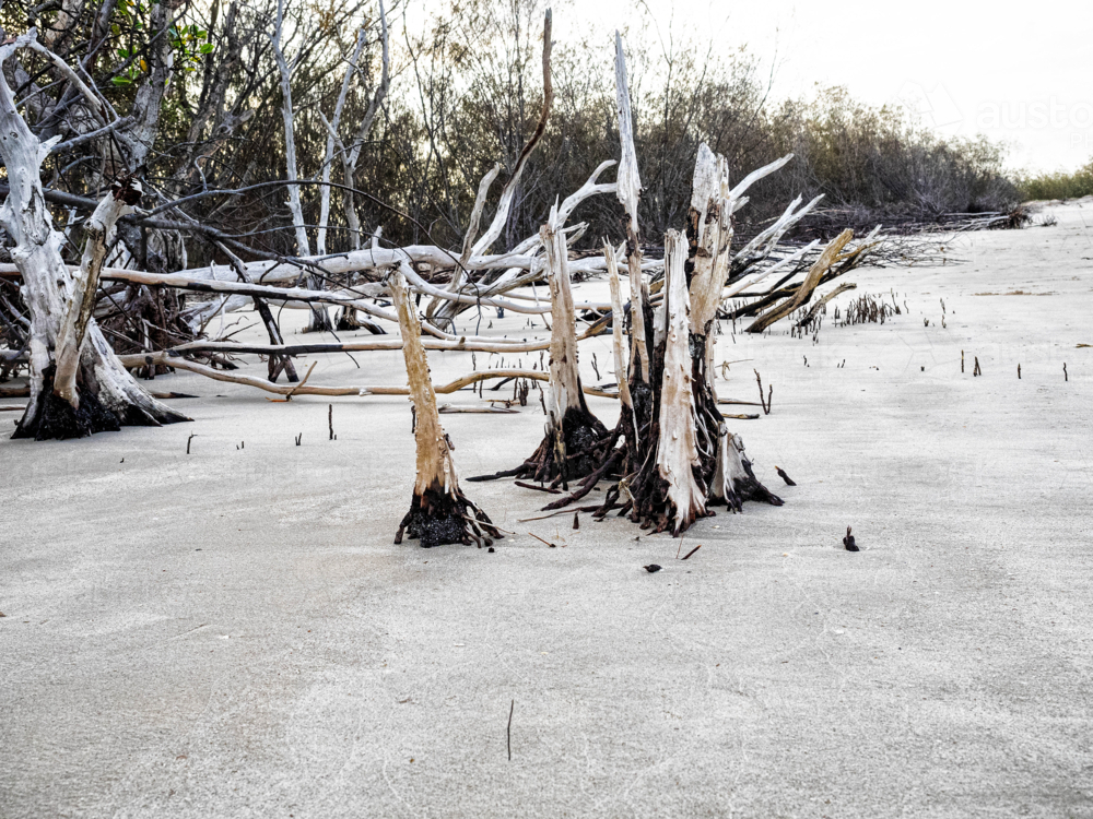 Dead tree stumps on a beach sticking out of white sand - Australian Stock Image