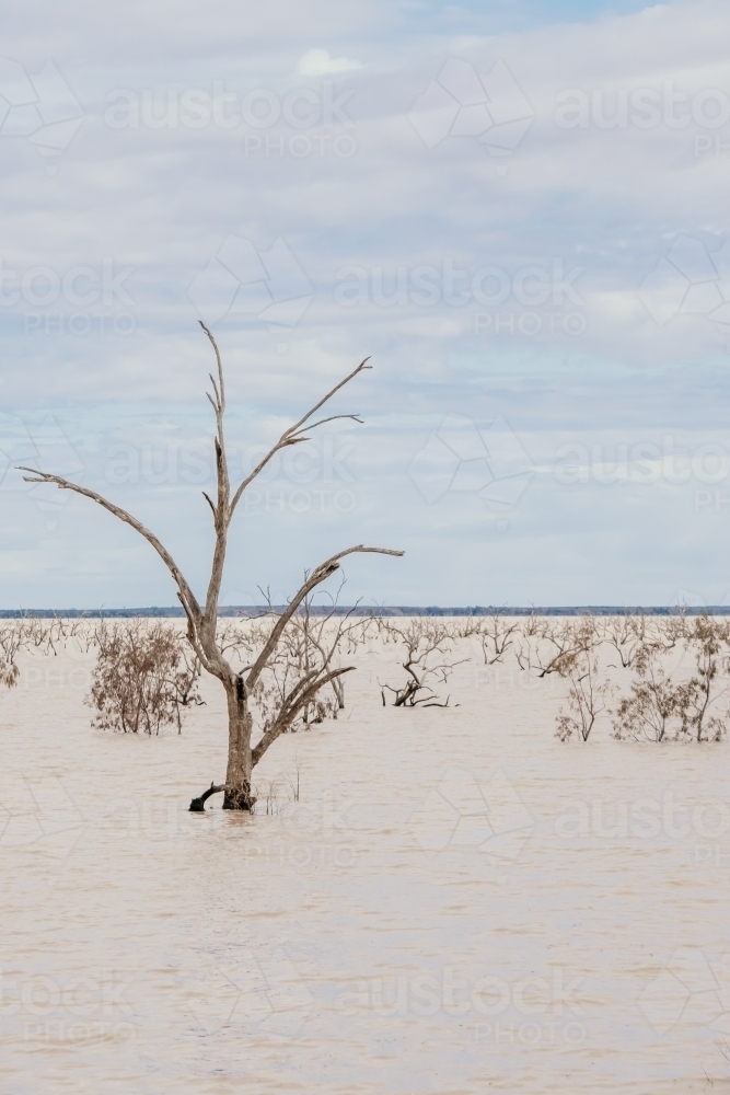 Dead tree submerged in lake. - Australian Stock Image