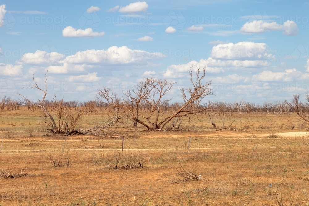 Dead trees in the bush - Australian Stock Image