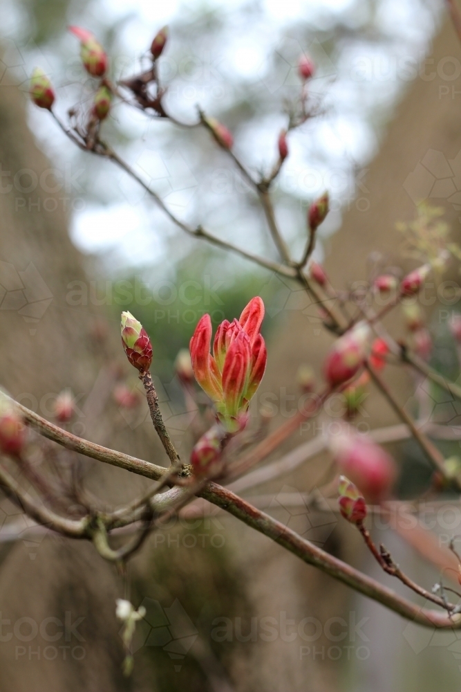 Deciduous azalea about to flower - Australian Stock Image