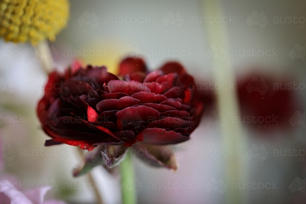 Deep maroon ranunculus flower with blurred background - Australian Stock Image