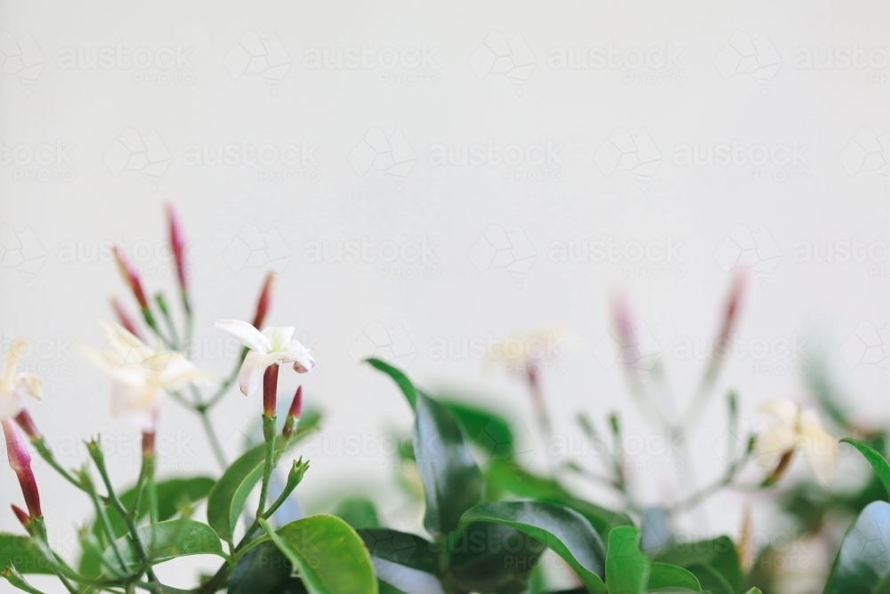 Delicate jasmine flowers on white background with copy space - Australian Stock Image