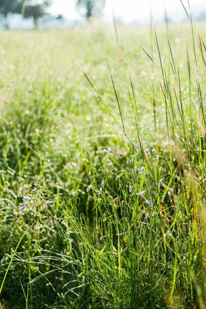 delicate native flowers and grass stalks - Australian Stock Image