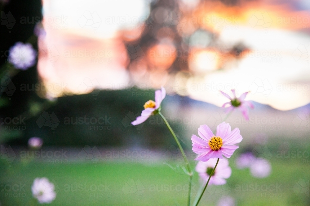 Delicate pink flowers in garden at sunrise - Australian Stock Image