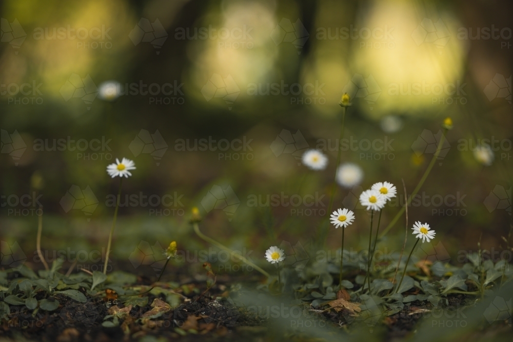 Delicate seaside daisies growing wild in the bush - Australian Stock Image